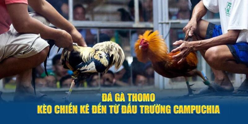 Đá gà thomo cung cấp nhiều kèo cược hấp dẫn